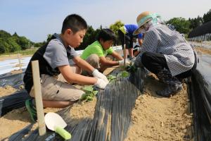 福田小学校サツマイモ植え