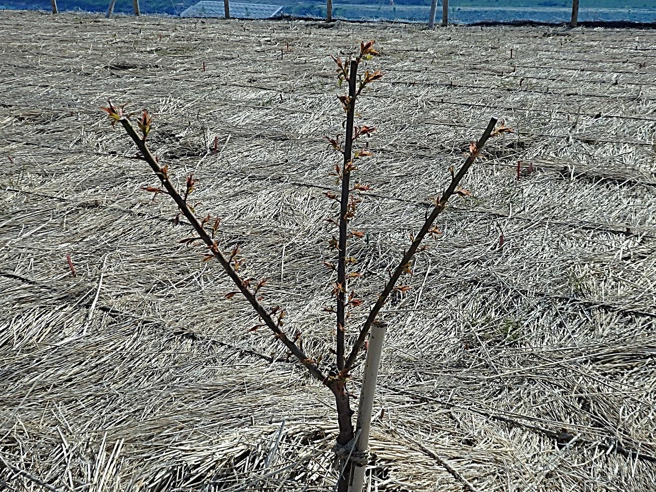 紀州みなべの南高梅の苗木から出てきた新芽の写真